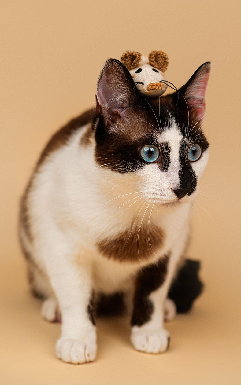 Dashi - Brinquedo Rato em Catnip