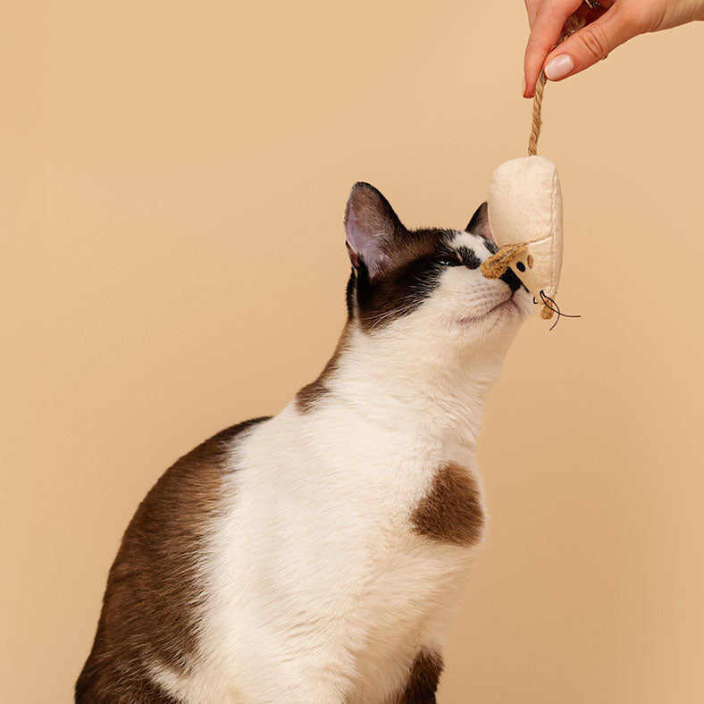 Dashi - Brinquedo Rato em Catnip