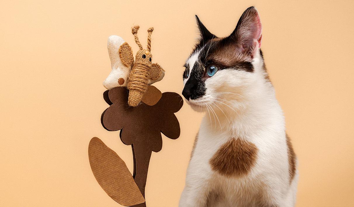 Dashi - Brinquedo Borboleta em Catnip