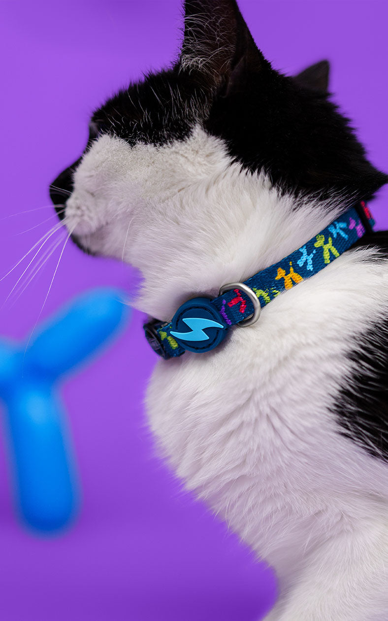 Dashi - Coleira - BLOOP