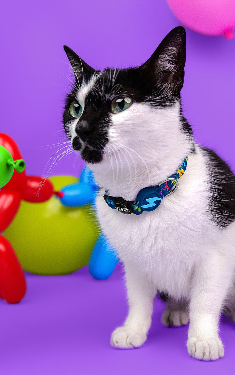 Dashi - Coleira - BLOOP