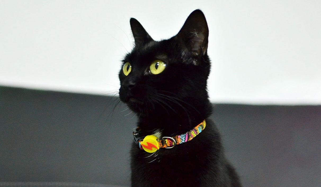 Dashi - Coleira - BOOM