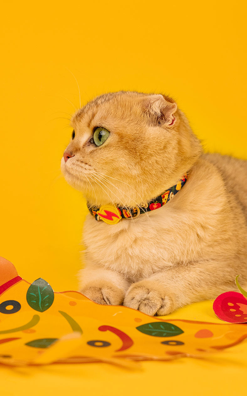 Dashi - Coleira - CHEESY