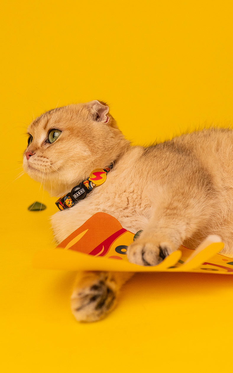 Dashi - Coleira - CHEESY