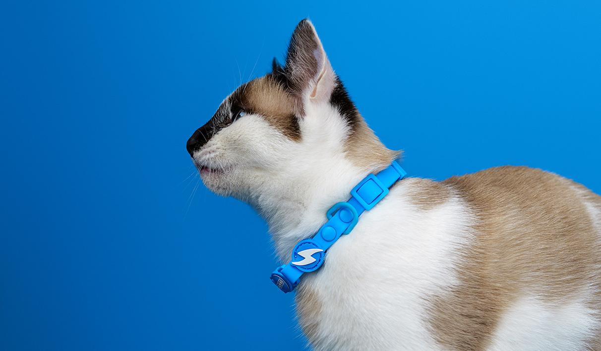 Dashi - Coleira - COLORFLEX Blue