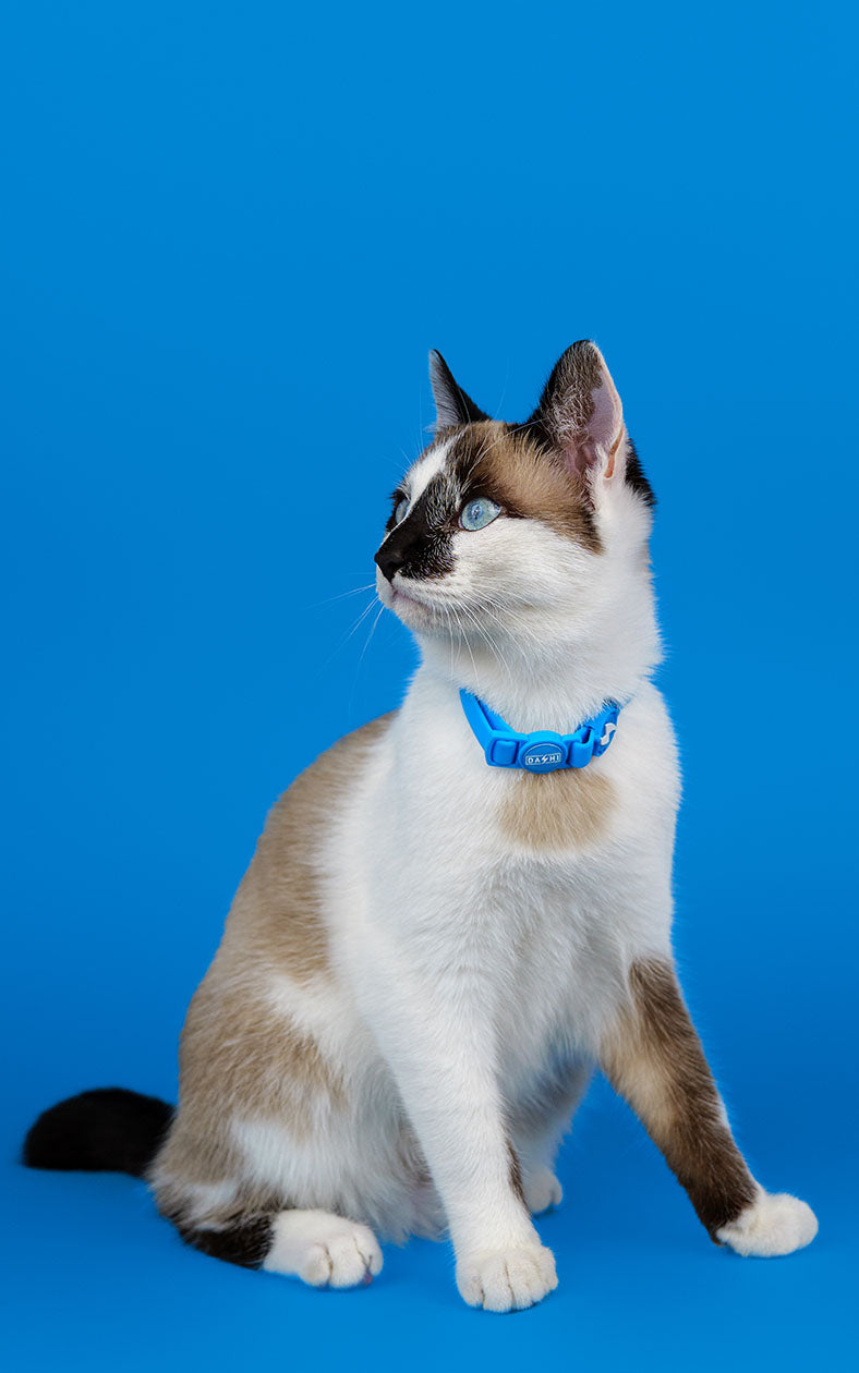 Dashi - Coleira - COLORFLEX Blue