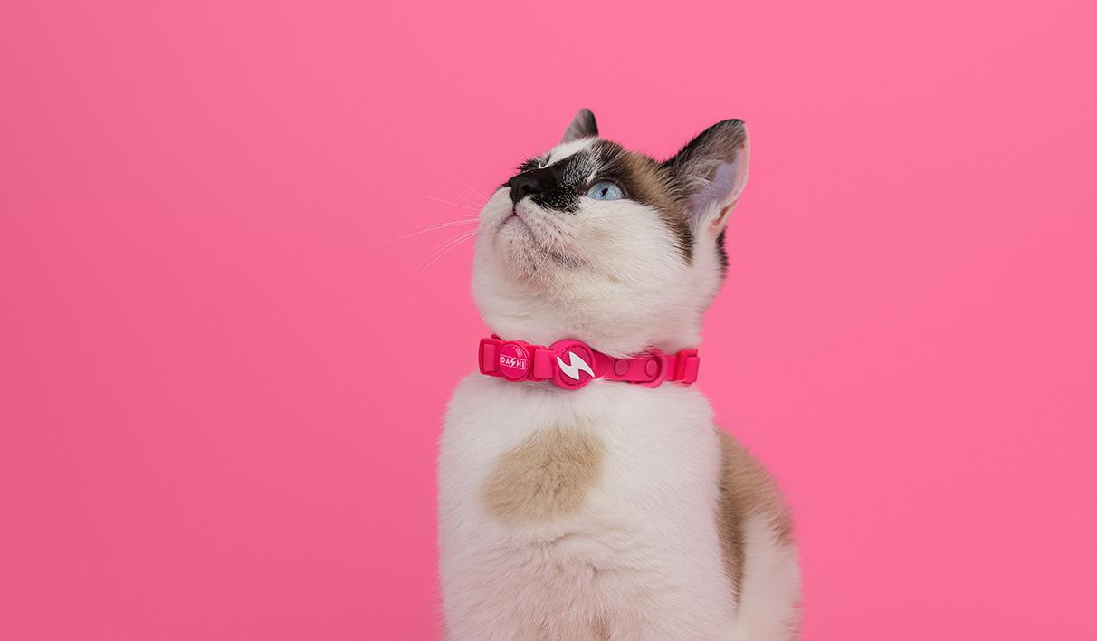 Dashi - Coleira - COLORFLEX Pink