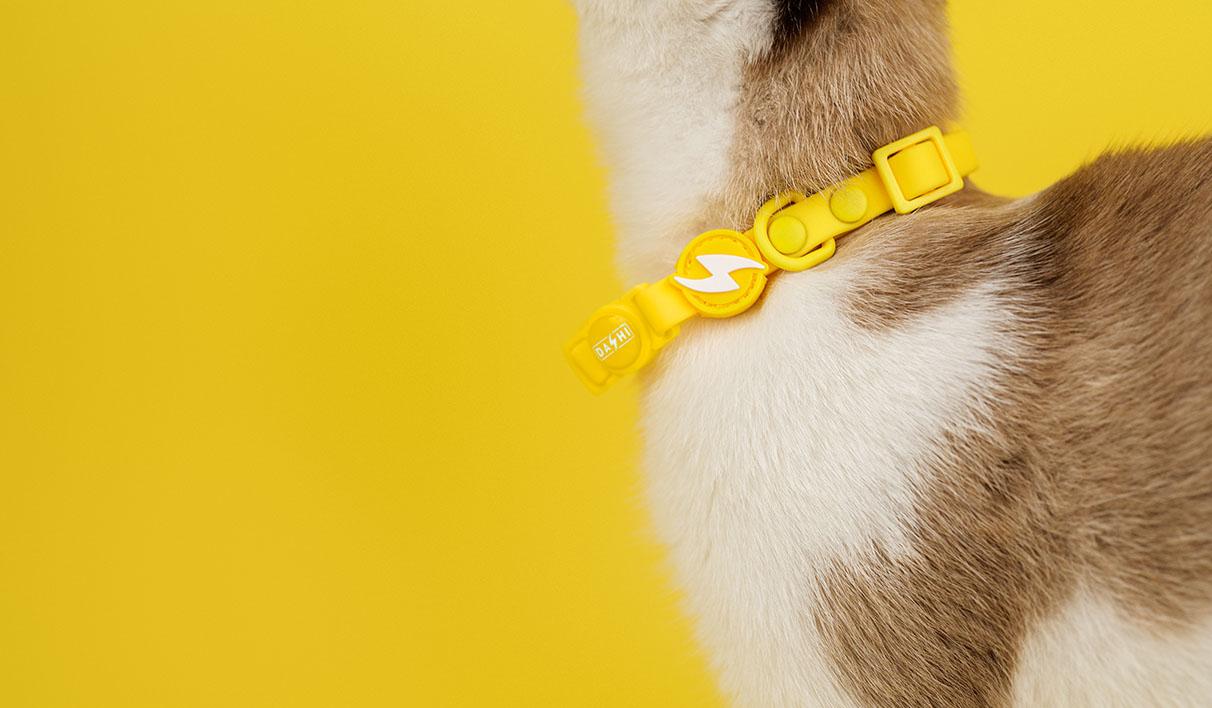 Dashi - Coleira - COLORFLEX Yellow