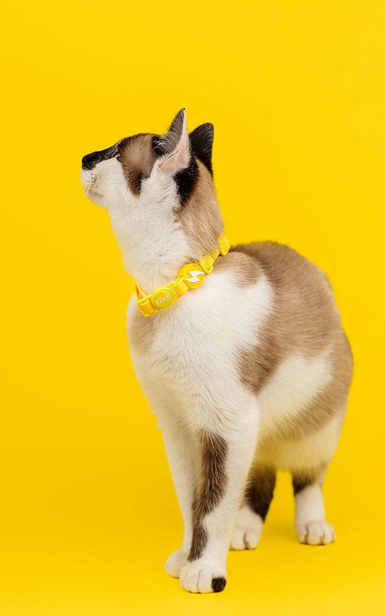 Dashi - Coleira - COLORFLEX Yellow