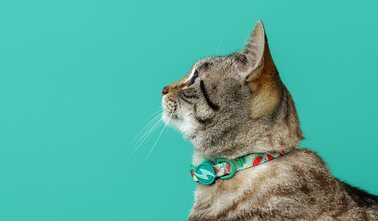 Dashi - Coleira - ECO BREEZE