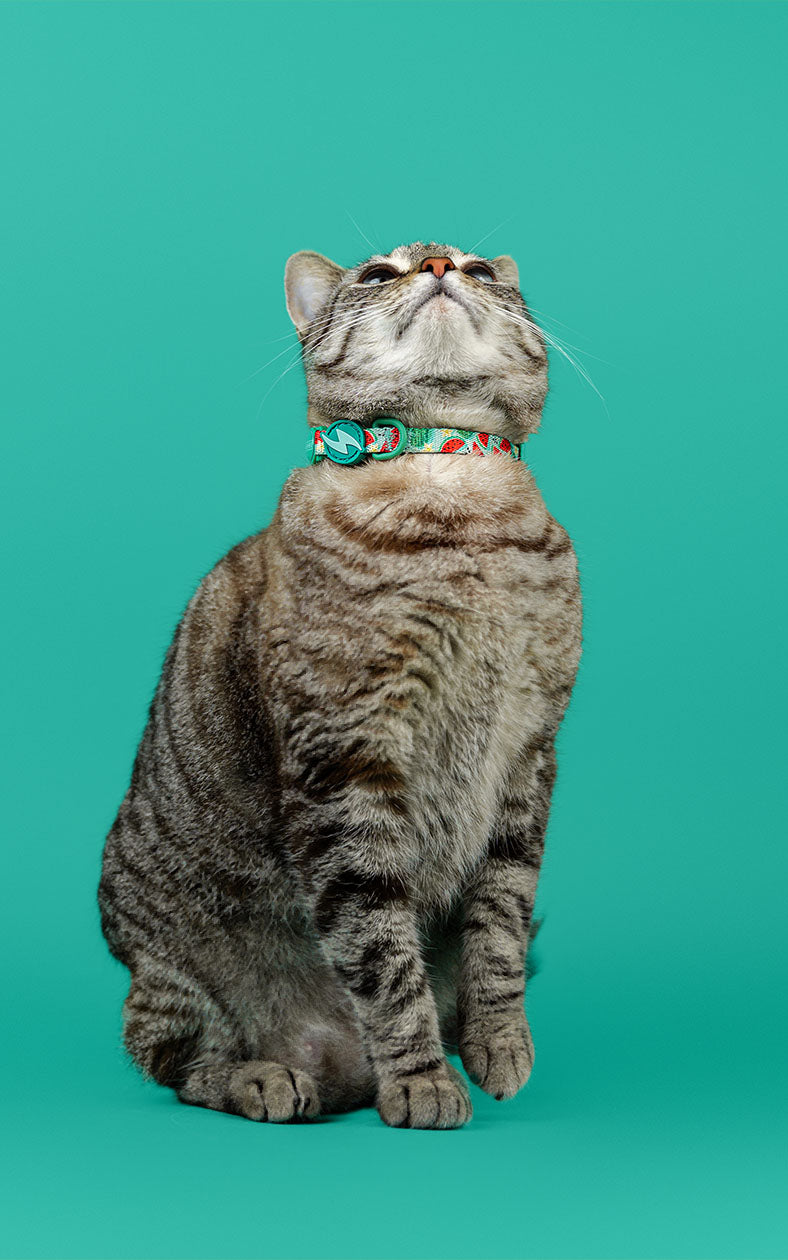 Dashi - Coleira - ECO BREEZE