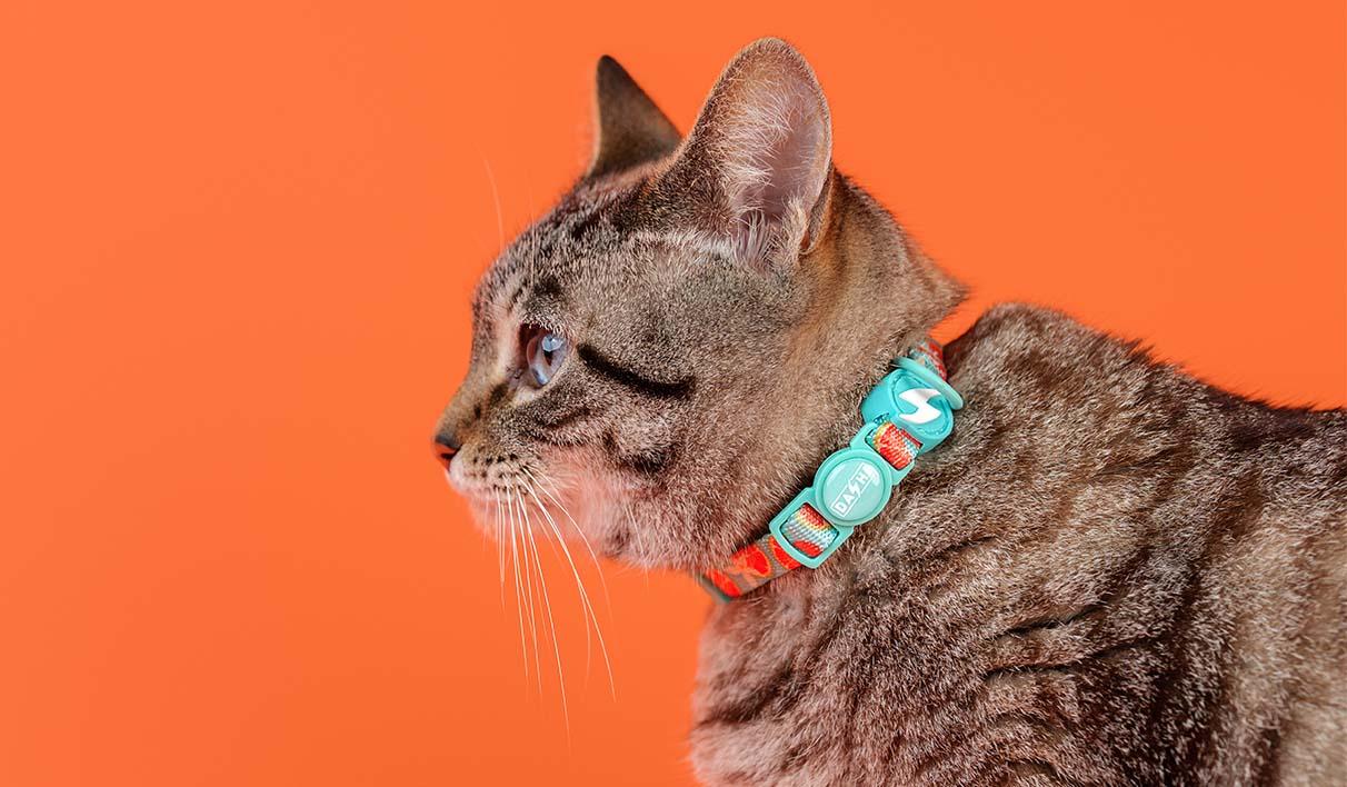 Dashi - Coleira - ECO CARIBE