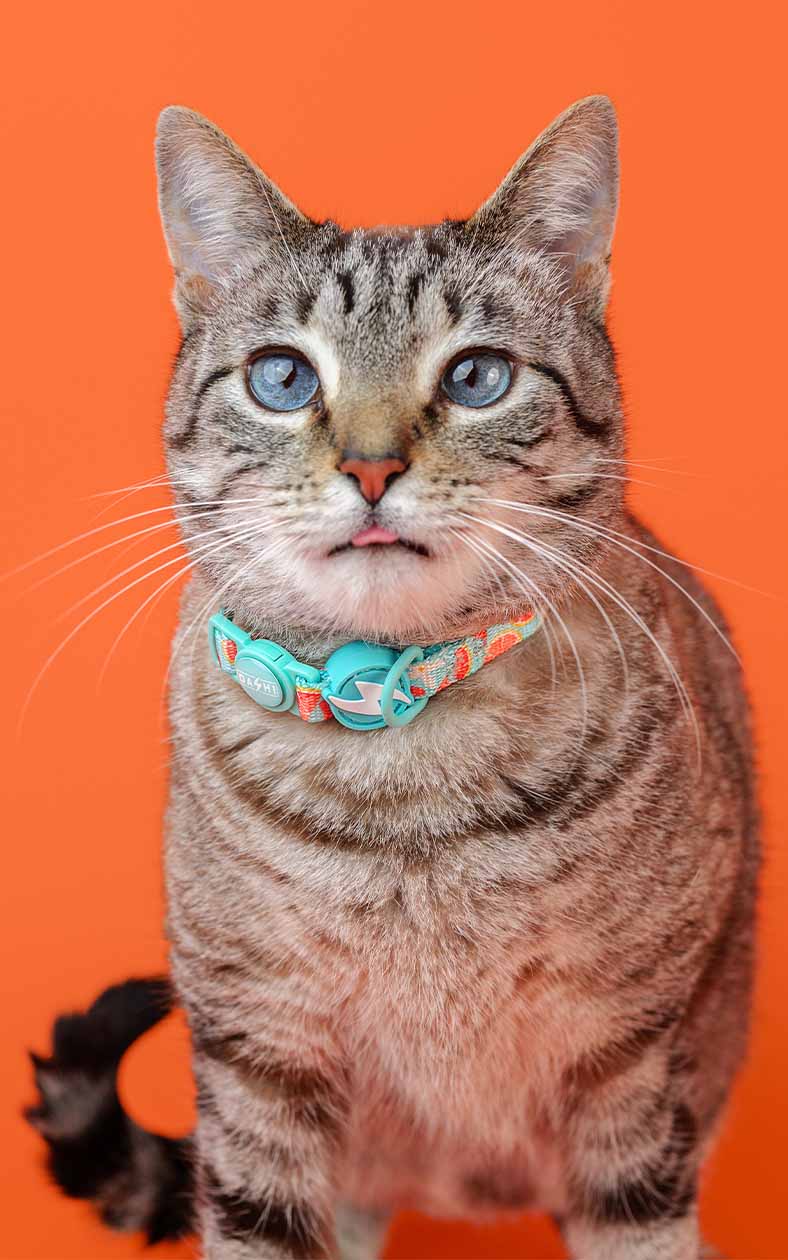 Dashi - Coleira - ECO CARIBE