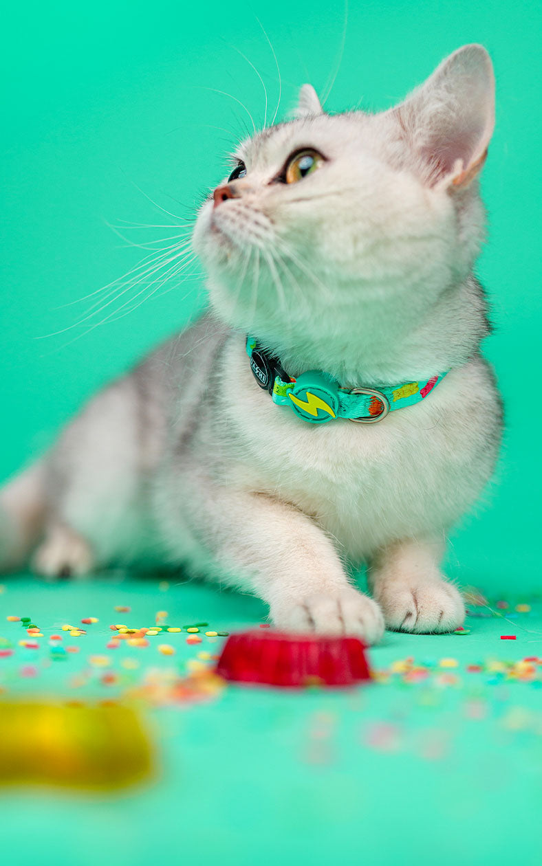 Dashi - Coleira - GUMMY