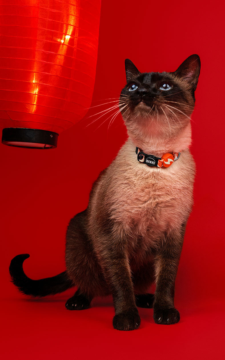 Dashi - Coleira - HASHI