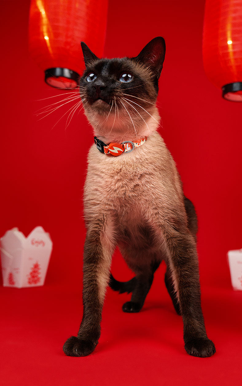 Dashi - Coleira - HASHI