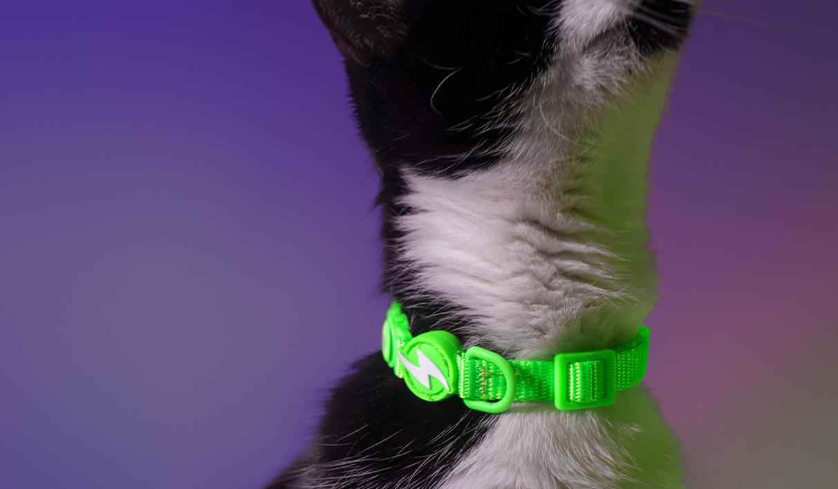 Dashi Coleira NEON