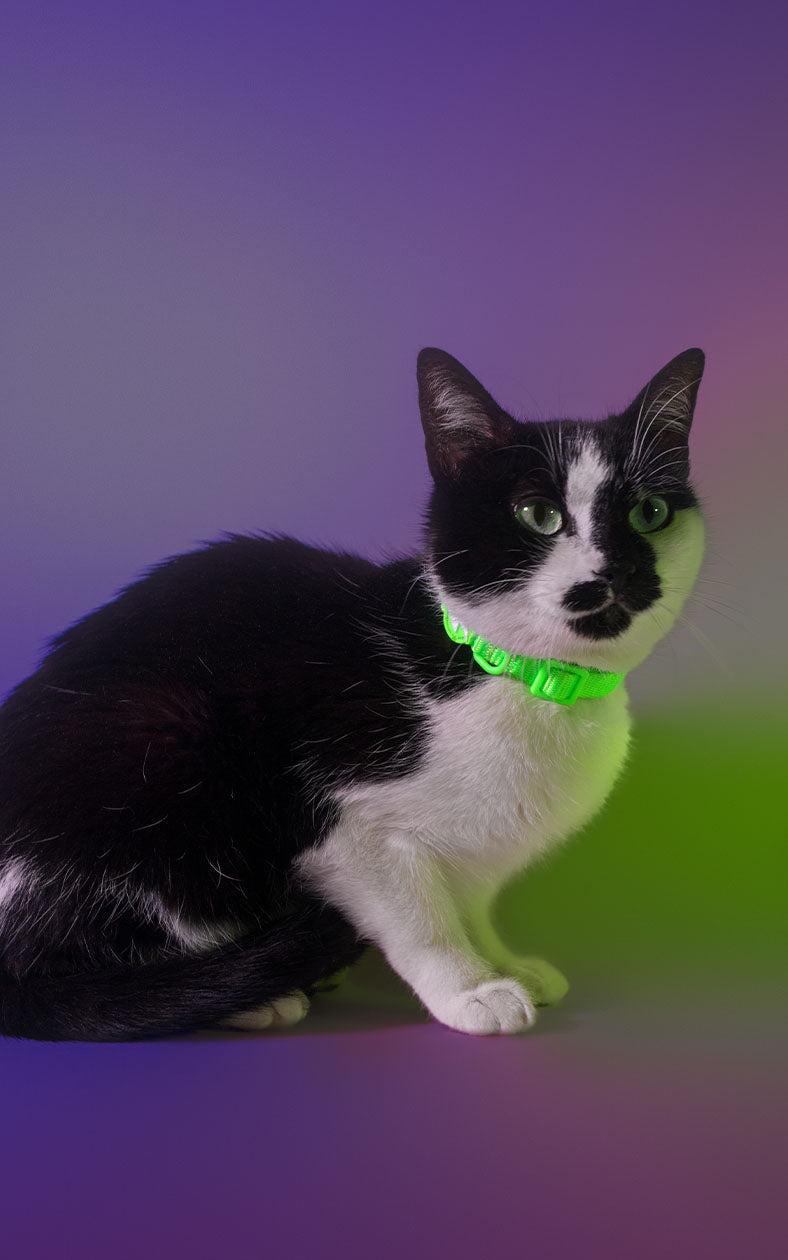 Dashi Coleira NEON