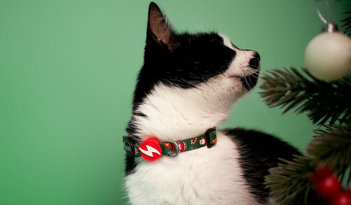 Dashi - Coleira - NOEL