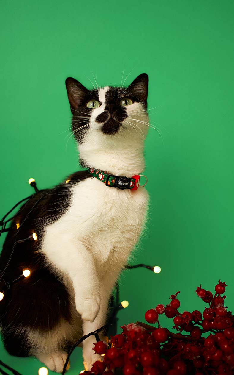 Dashi - Coleira - NOEL