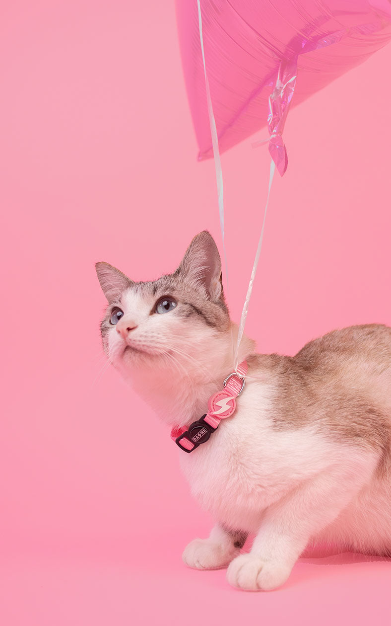 Dashi - Coleira - SOLID COLORS