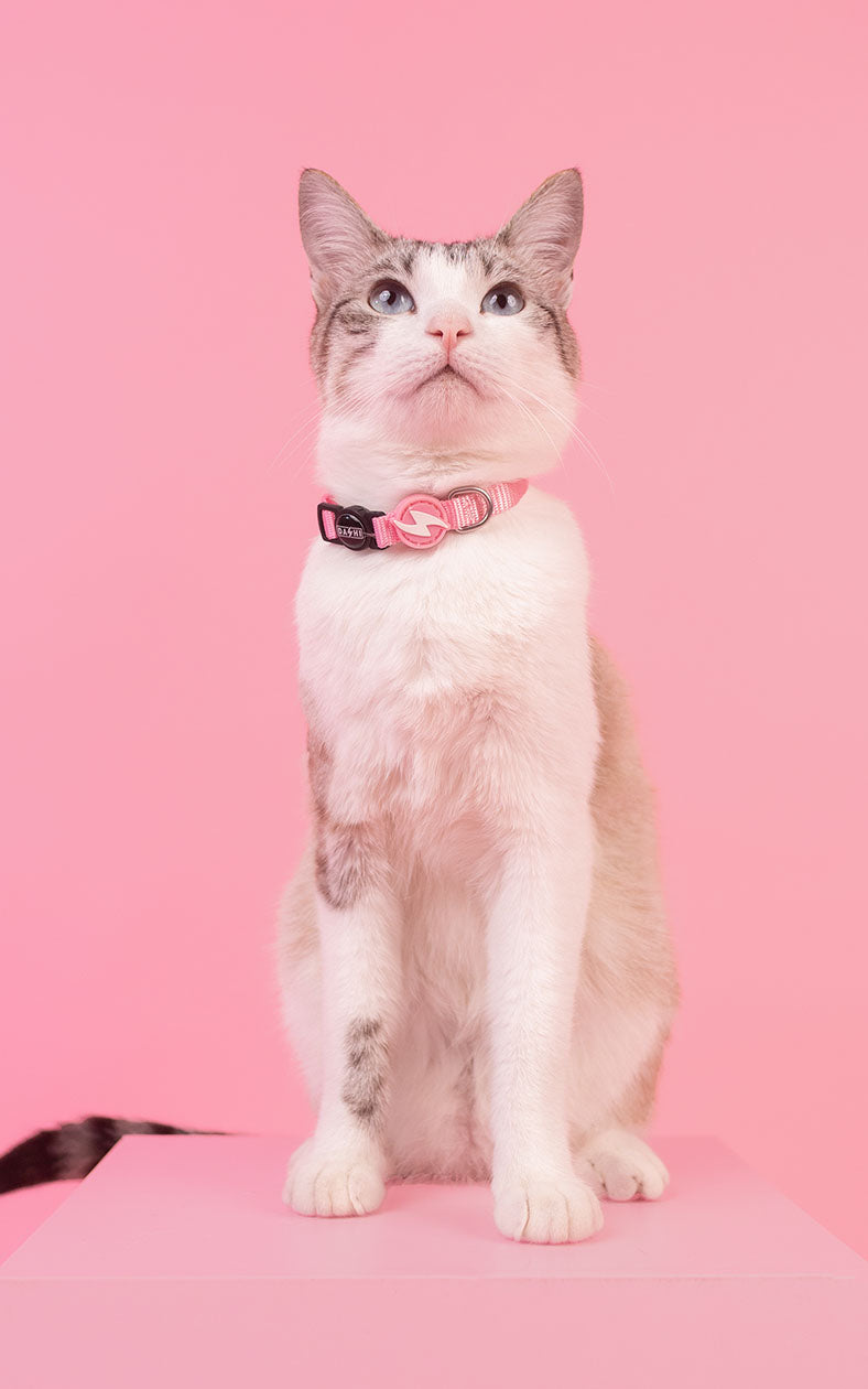 Dashi - Coleira - SOLID COLORS