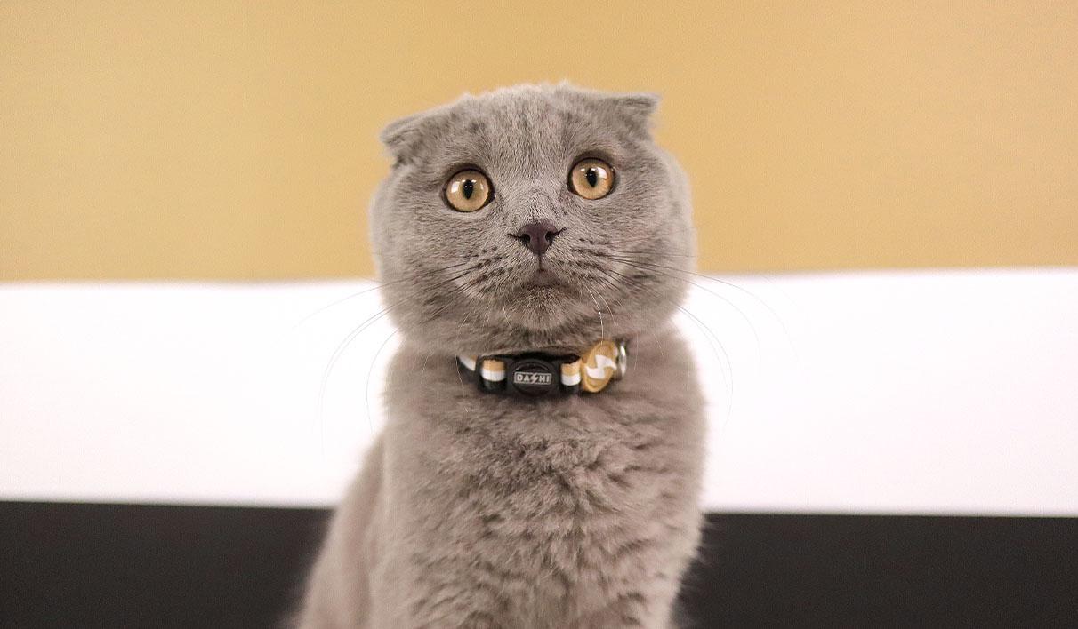 Dashi - Coleira - STRIPES3 Brown and Black