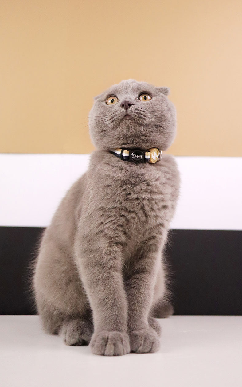 Dashi - Coleira - STRIPES3 Brown and Black