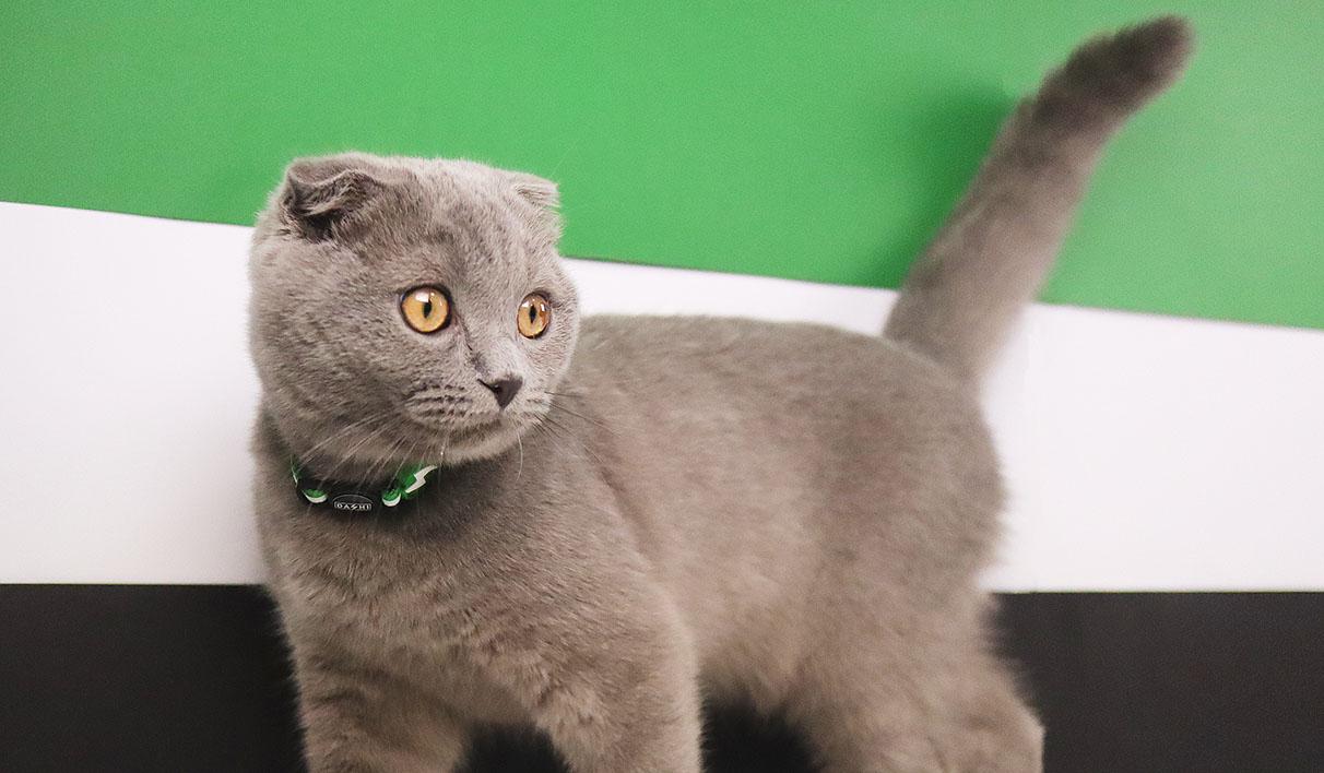 Dashi - Coleira - STRIPES3 Green and Black