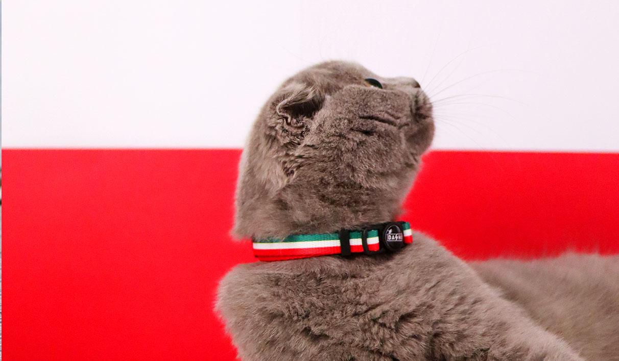 Dashi - Coleira - STRIPES3 Green and Red