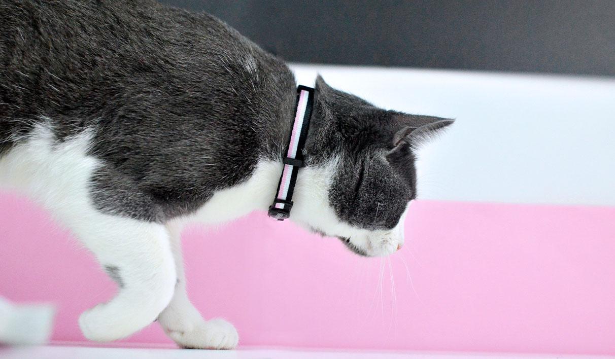 Dashi - Coleira - STRIPES3 Pink and Black