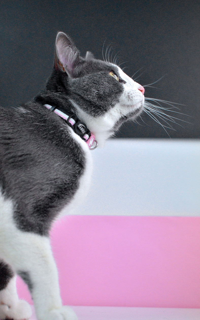 Dashi - Coleira - STRIPES3 Pink and Black
