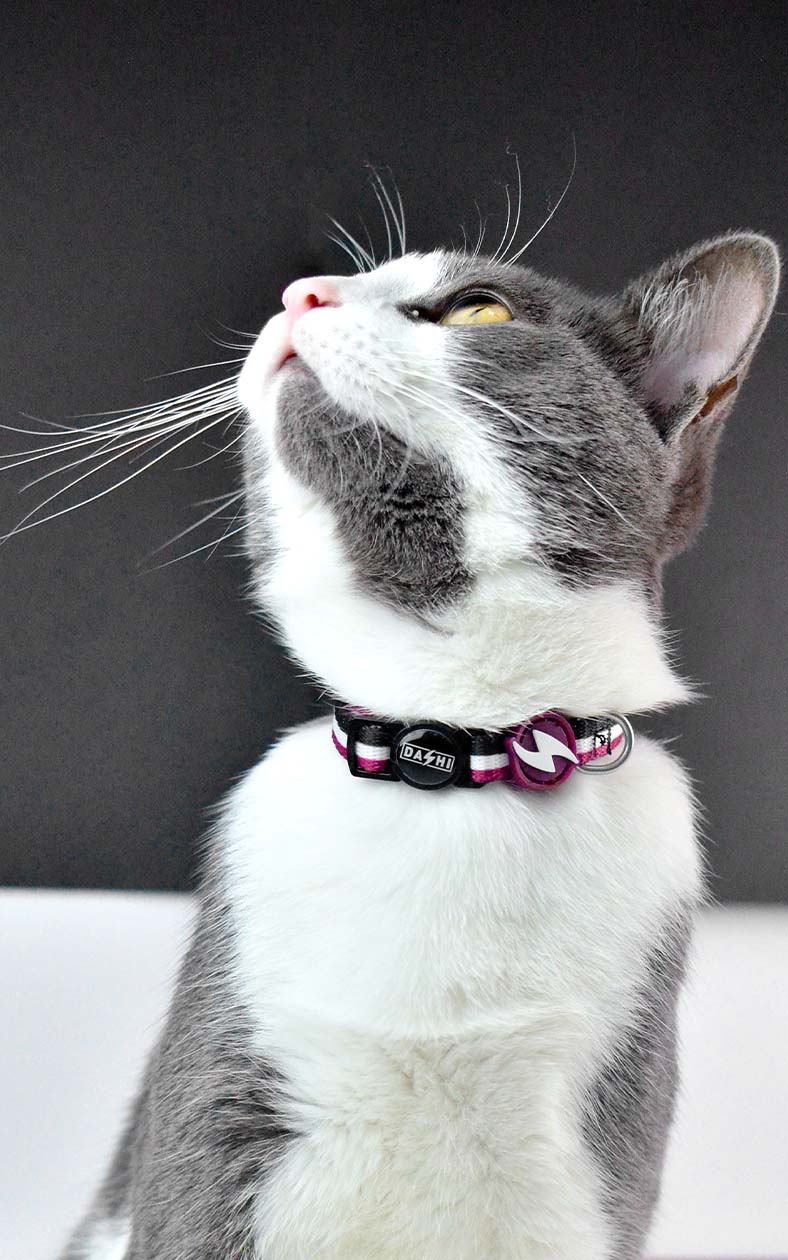 Dashi - Coleira - STRIPES3 Purple and Black