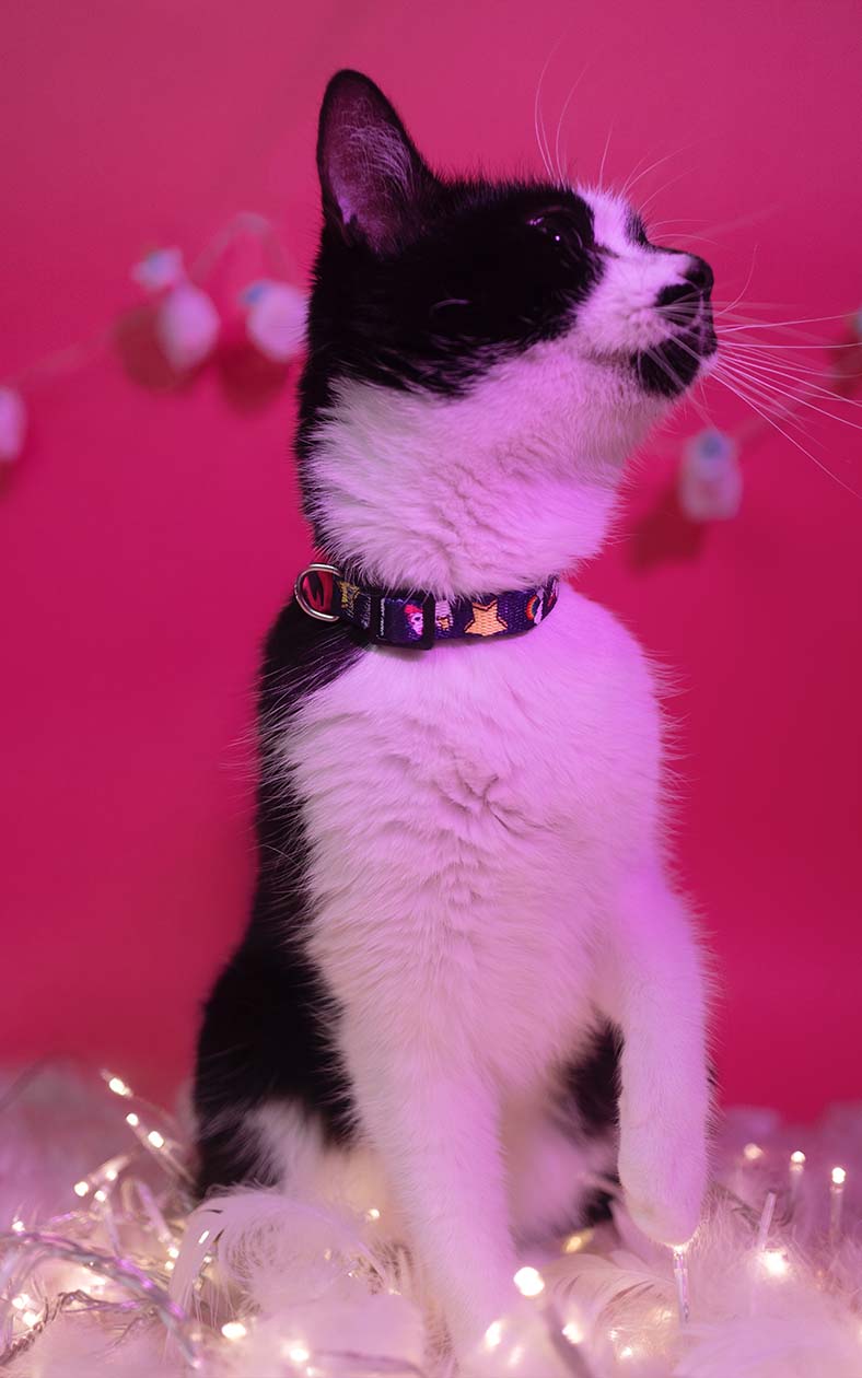 Dashi - Coleira - UNICORN