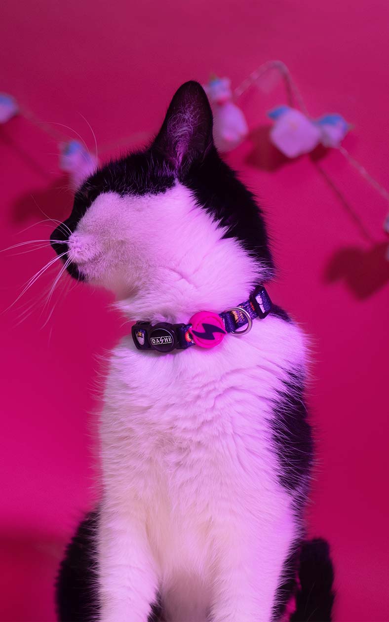 Dashi - Coleira - UNICORN