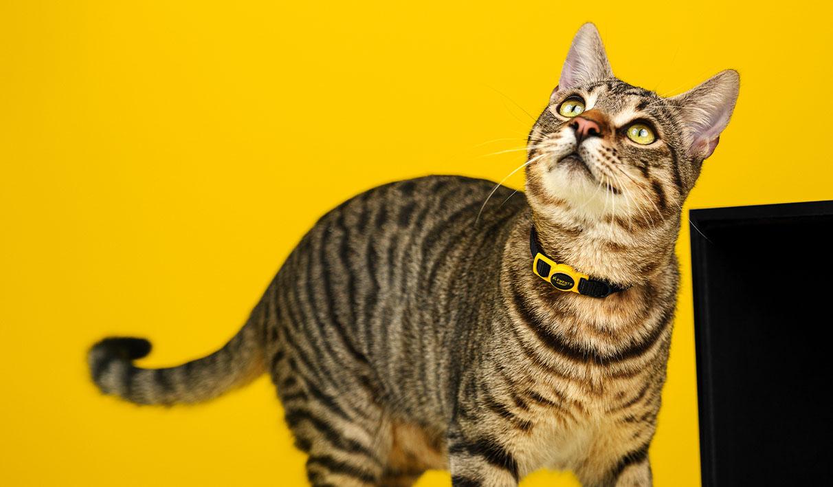 Dashi - Coleira - ELEMENTS