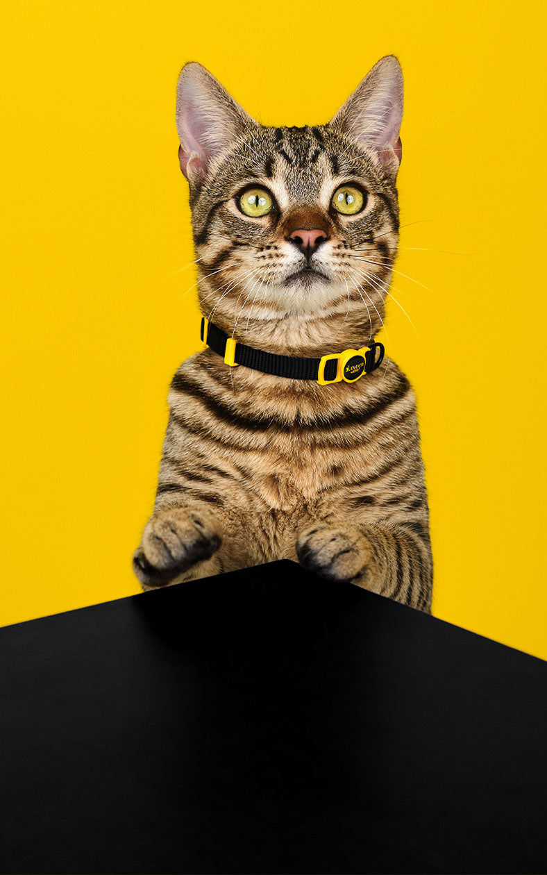 Dashi - Coleira - ELEMENTS