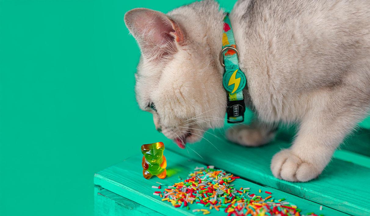 Dashi - Coleira - GUMMY